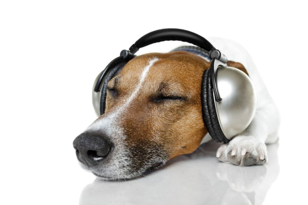 Podcast launched for lonely dogs – thanks to York expert