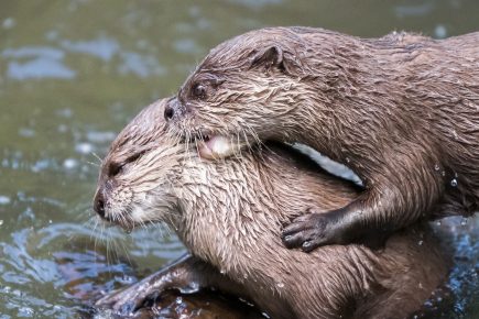 Move over David Attenborough! Uplifting York video shows two otters frolicking in the Foss