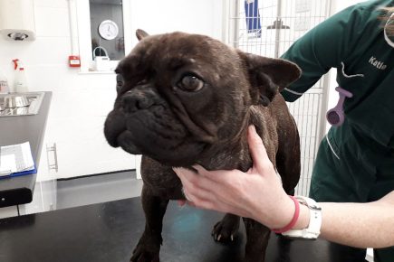 Is she yours? Police search for owner of bulldog found stashed in car boot