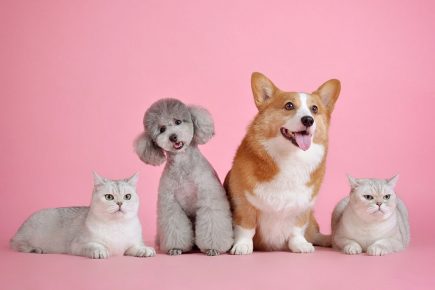 How to keep your pet safe, well and happy during lockdown – York RSPCA and city council answer FAQs