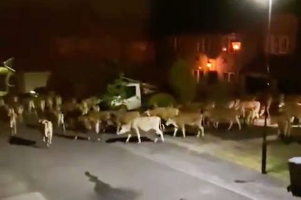Watch: A herd of cows take a stroll down a York street – at midnight