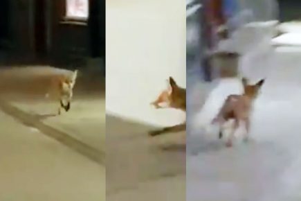 Watch: Fox filmed wandering around the empty streets of York city centre
