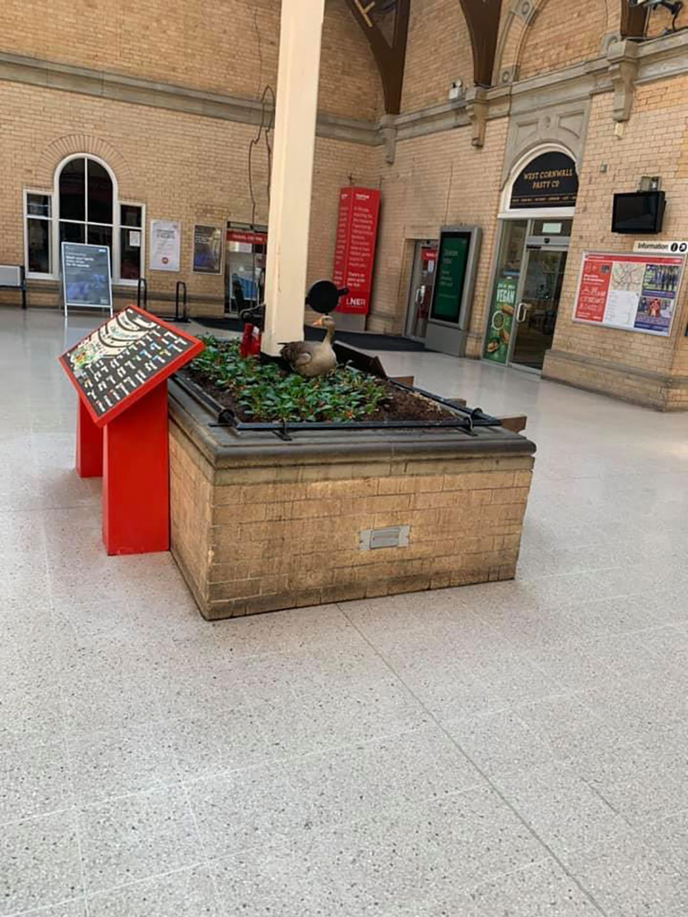 Nature is healing… Goose lays her eggs in the middle of York Station