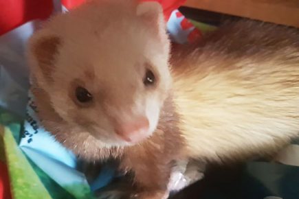 Distraught owner appeals for help after her pet ferret goes missing – and she can’t do a proper search