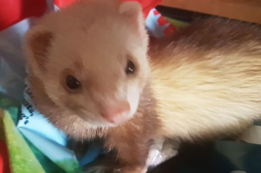 Distraught owner appeals for help after her pet ferret goes missing – and she can’t do a proper search