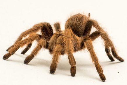 Six tarantulas stolen from York home