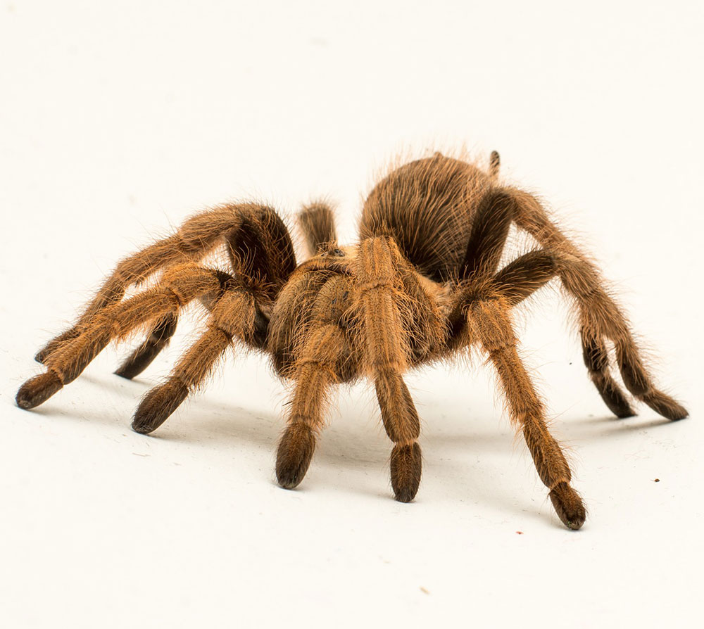 Six tarantulas stolen from York home