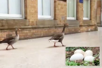 What a brood! York’s mother goose becomes viral star after laying her FOURTH egg at the railway station