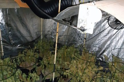 Updated: Police discover two suspected cannabis farms in York
