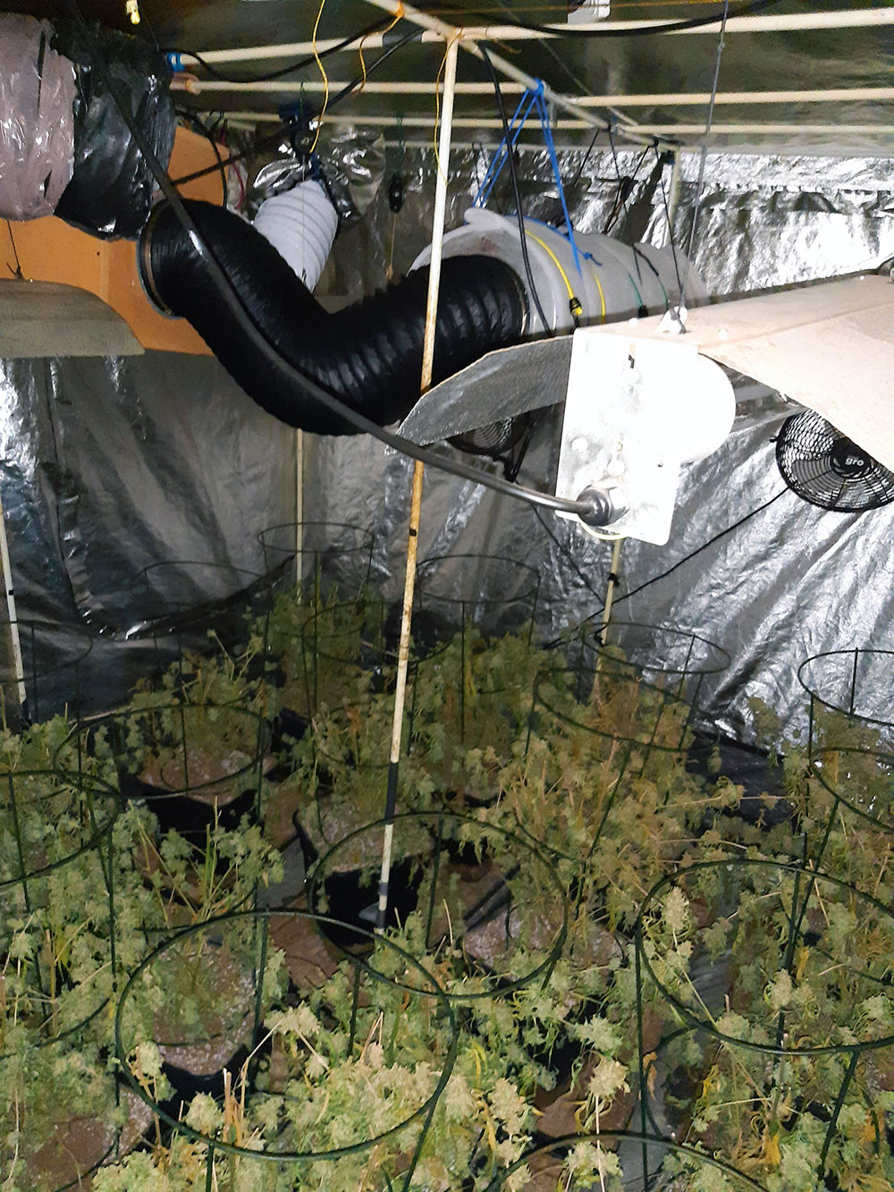 Updated: Police discover two suspected cannabis farms in York