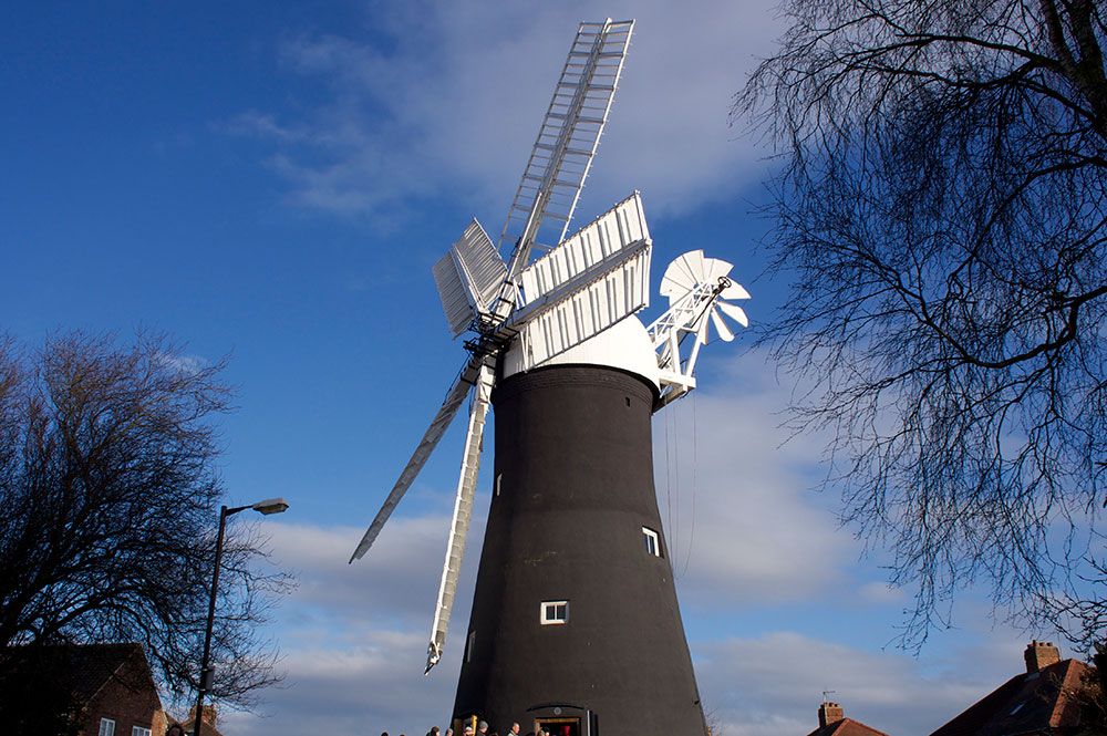 ‘It has gone a bit berserk!’ York windmill postpones anniversary celebrations to ramp up flour production