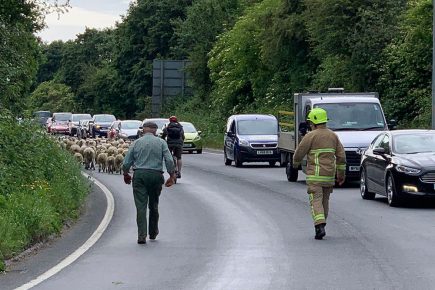 Sheep go on the ram-page on York ring road after trailer overturns