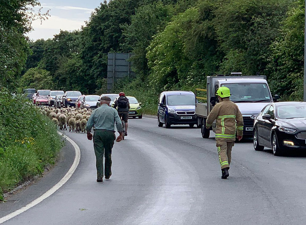Sheep go on the ram-page on York ring road after trailer overturns