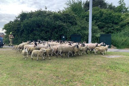 Police search for driver who left the scene of sheep accident in York