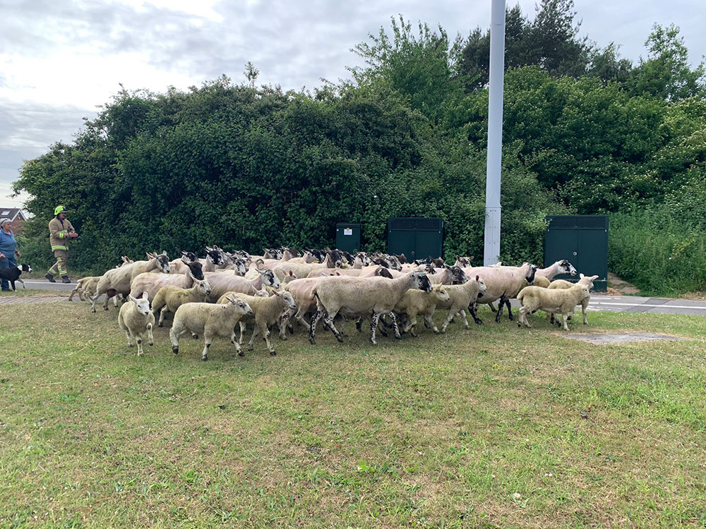 Police search for driver who left the scene of sheep accident in York