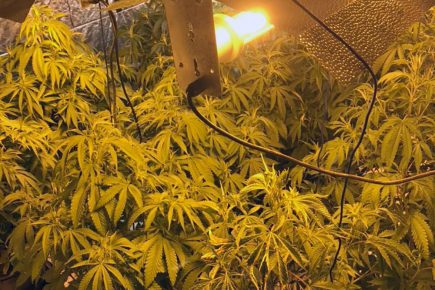 York drug raids latest: Three arrested after cocaine and cannabis seized