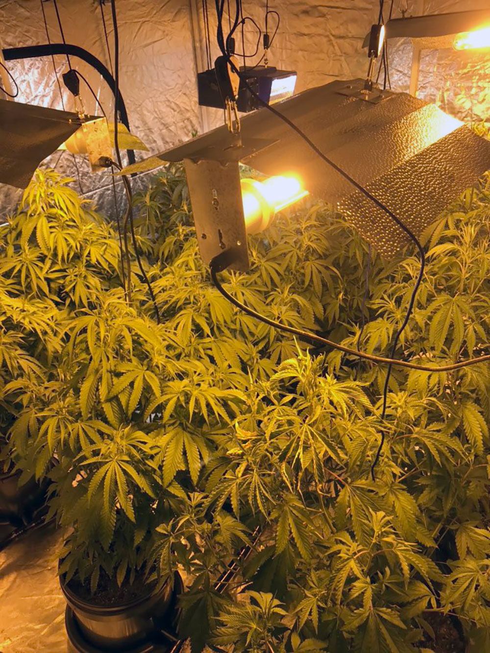 York drug raids latest: Three arrested after cocaine and cannabis seized