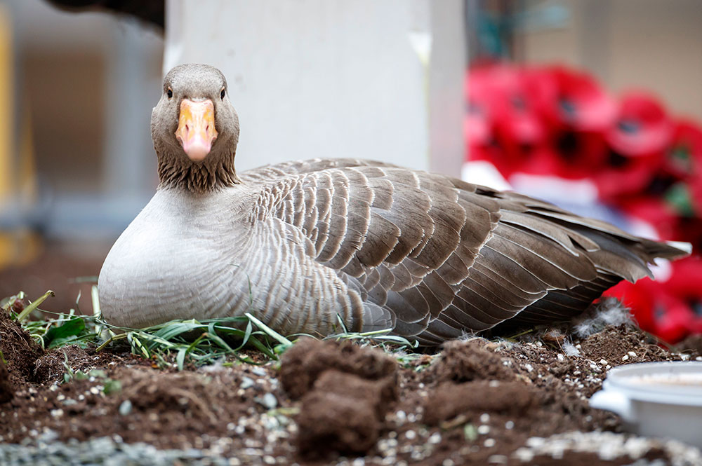 The world waits with bated breath – When will the York railway goose eggs hatch?