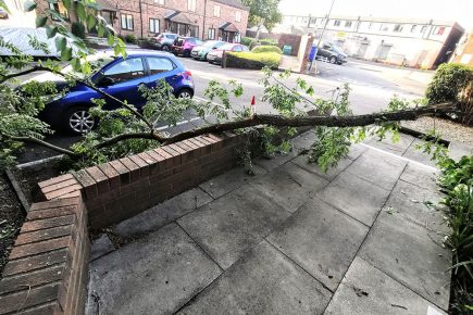 Tree inspection launched after large branch crashes onto York street