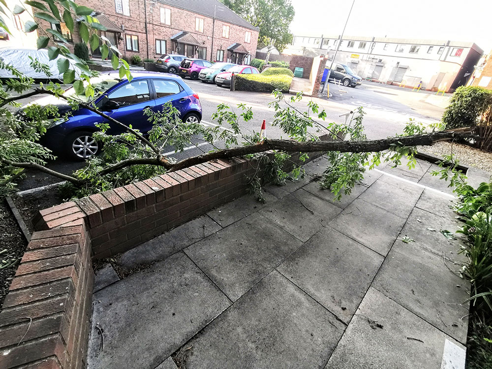 Tree inspection launched after large branch crashes onto York street