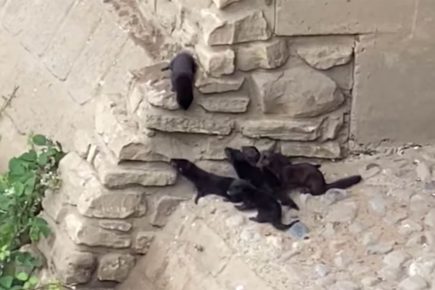 Watch: Amazing video shows baby mink playing in the heart of York