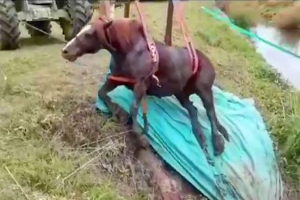Watch: York firefighters hoist a stranded horse to safety in river bank rescue
