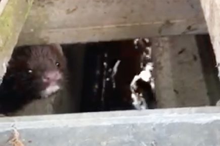 Peekaboo! This must be the best video yet of those playful York mink