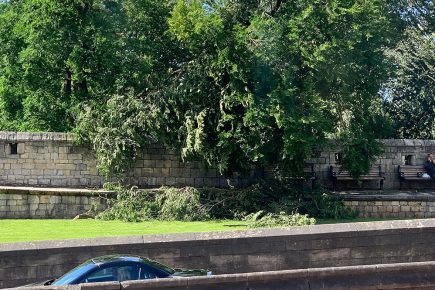 Tree falls on to York city walls