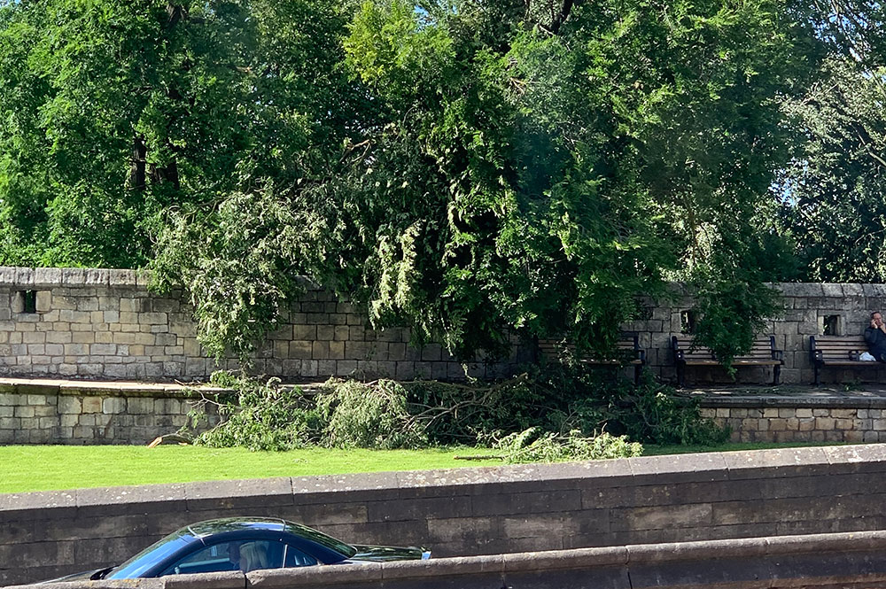 Tree falls on to York city walls