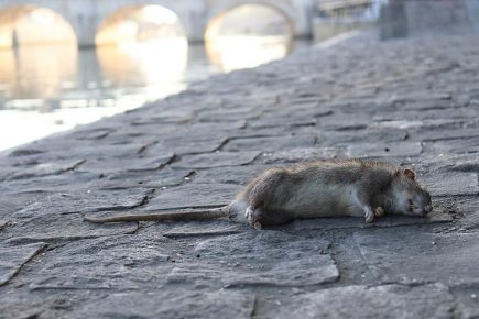 Man ‘brandishes dead rat’ in York – and is banned from the city centre by police