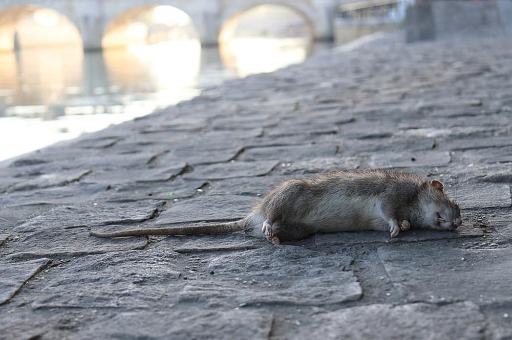 Man ‘brandishes dead rat’ in York – and is banned from the city centre by police