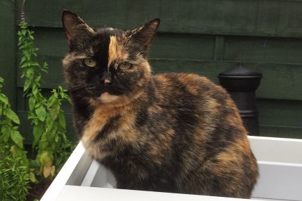 Cat suffers serious injuries after being shot with air gun near York