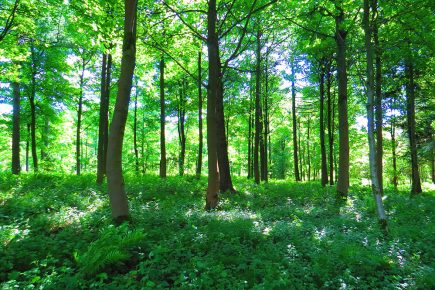 Ambitious plans to plant ‘30 football pitches’ of trees in York every year