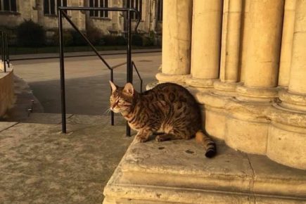 Gerald the Cat painting set to be unveiled at the end of the month at York Gin