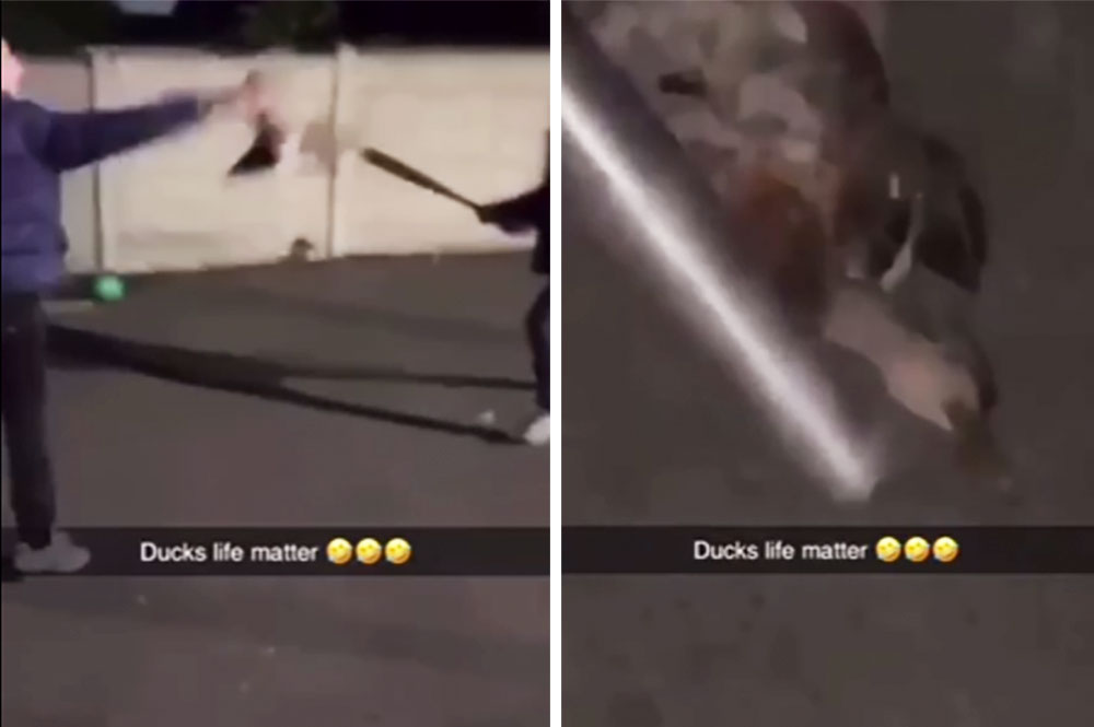 Thugs beat a duck to death with a baseball bat – and share the video on Snapchat