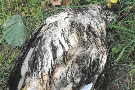 North Yorkshire is the capital of illegal birds of prey killings, report reveals