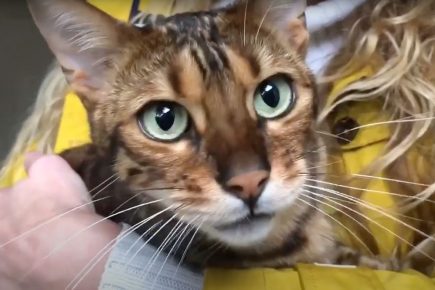 Video: ‘He’s very clingy now’ – How the death of Gerald the York Minster cat has affected brother Donald