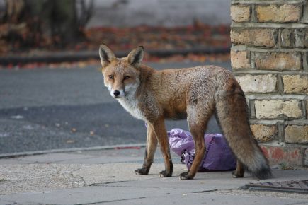 Fox stuck in a pipe rescued by fire crews