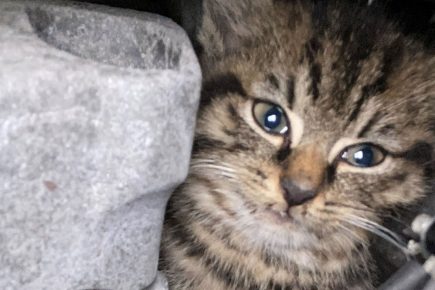 Pictures: Fire crews rescue kitten stuck in a car engine