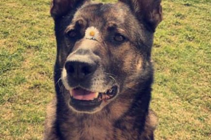 Race against time to save Alex: Former army dog paralysed in freak accident at his York home