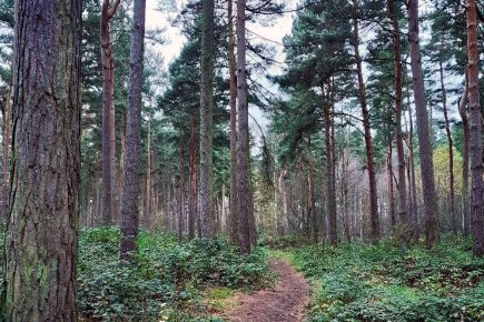Police take action after surge of anti-social behaviour in woods near York