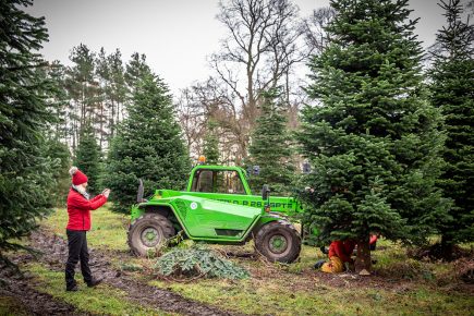 Pride of place! York Christmas tree heads for Downing Street