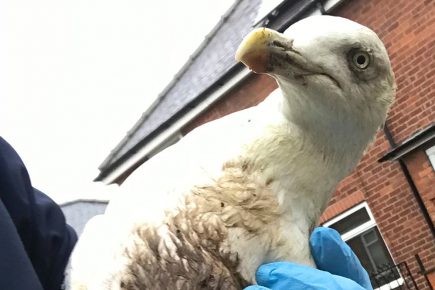 Warning – graphic images: Seagull found in York with both feet severed off