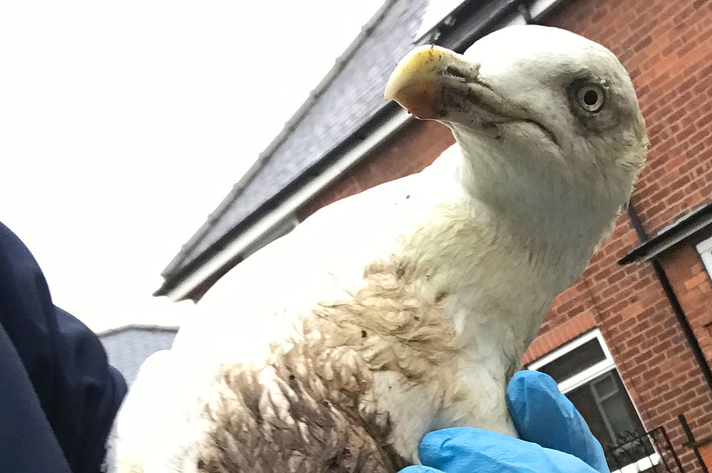 Warning – graphic images: Seagull found in York with both feet severed off