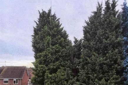 Monster 21m-high hedge causes York neighbours to fall out – and ‘could eventually kill someone’