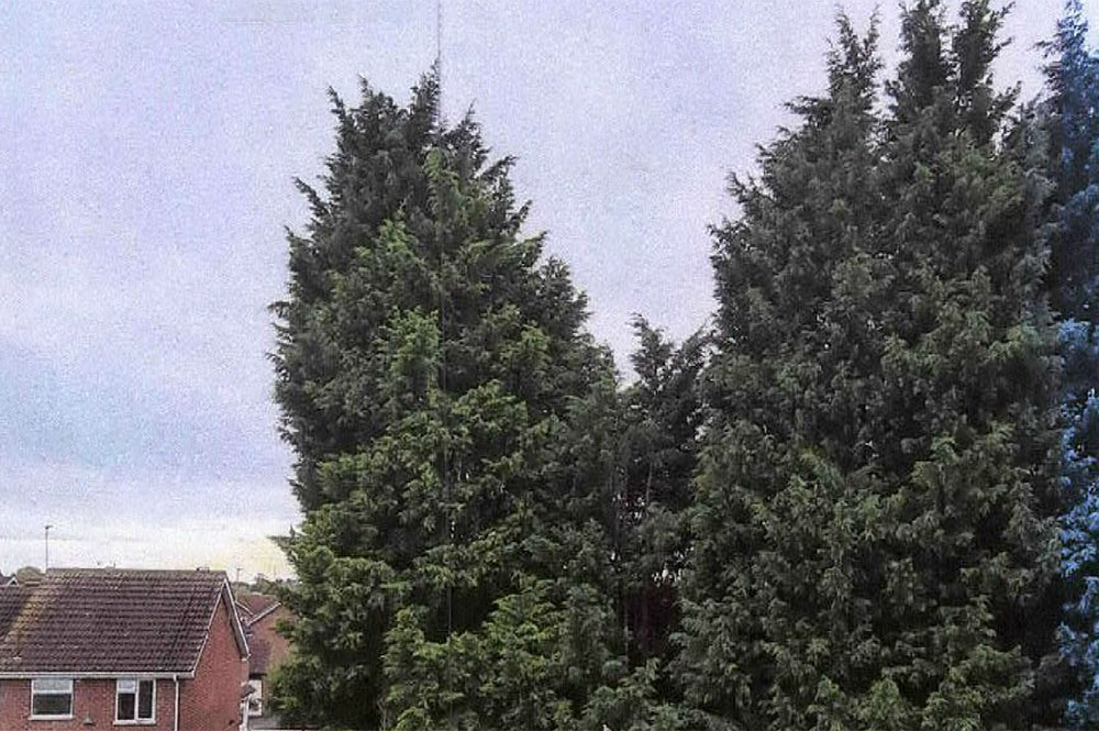 Monster 21m-high hedge causes York neighbours to fall out – and ‘could eventually kill someone’
