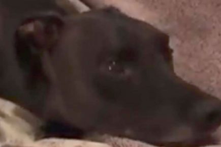 Heartbreaking video from York shows the reality of how fireworks frighten dogs