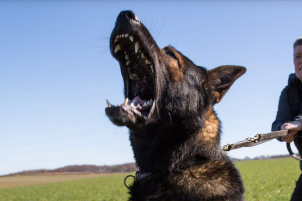 Police dogs track down suspected drug dealers hiding in York city centre