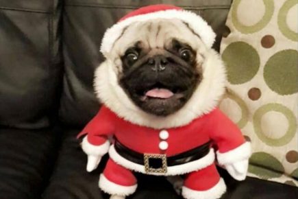 Video: Meet Marley – York’s most Christmassy pet!