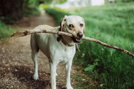 Listen: Kennel Club says ‘treat pet theft like kidnapping’ as Yorkshire stats are revealed